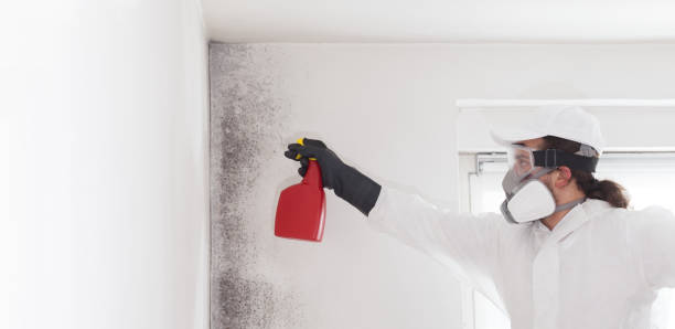 Best Insurance-Related Mold Remediation in Tarboro, NC