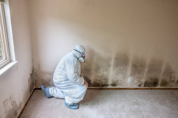 Best HVAC Mold Remediation in Tarboro, NC